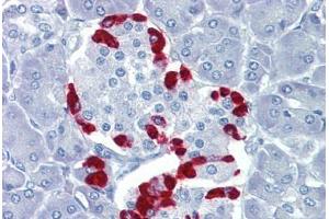 Human Pancreas (formalin-fixed, paraffin-embedded) stained with TEAD4 antibody ABIN462208 followed by biotinylated goat anti-rabbit IgG secondary antibody ABIN481713, alkaline phosphatase-streptavidin and chromogen. (TEAD4 Antikörper  (C-Term))