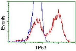 HEK293T cells transfected with either RC200003 overexpress plasmid (Red) or empty vector control plasmid (Blue) were immunostained by anti-TP53 antibody (ABIN2454666), and then analyzed by flow cytometry. (p53 Antikörper)