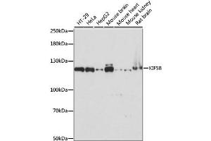 Western blot analysis of extracts of various cell lines, using KIF5B antibody.