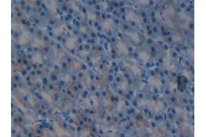 Detection of FIL1d in Mouse Pancreas Tissue using Polyclonal Antibody to Interleukin 1 Delta (FIL1d) (FIL1d Antikörper  (AA 1-156))
