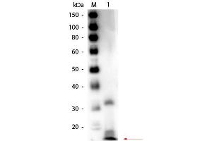 Western Blot of Rabbit anti-Ribonuclease A Antibody Biotin Conjugated. (RNASE1 Antikörper  (Biotin))