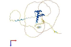GBX2 Protein (AA 1-348) (His tag)