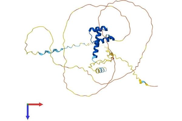 GBX2 Protein (AA 1-348) (His tag)