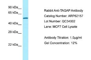 Western Blotting (WB) image for anti-T-Cell Activation rho GTPase-Activating Protein (TAGAP) (C-Term) antibody (ABIN2789038) (TAGAP Antikörper  (C-Term))