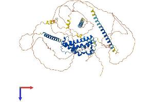 PROX1 Protein (AA 1-737) (His tag)