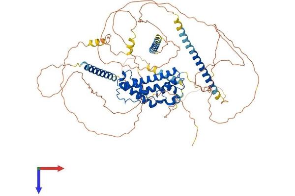 PROX1 Protein (AA 1-737) (His tag)