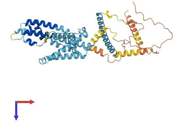 CATSPER4 Protein (AA 1-442) (His tag)