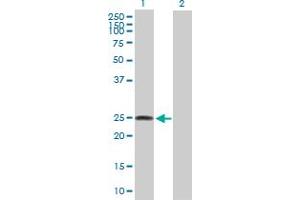 Western Blot analysis of LOC134145 expression in transfected 293T cell line by LOC134145 MaxPab polyclonal antibody. (FAM173B Antikörper  (AA 1-233))