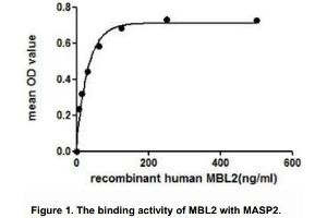 The binding activity of MBL2 with MASP2 and this effect was in a dose dependent manner. (MBL2 Protein (AA 130-248) (His tag,GST tag))