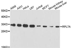Western blot analysis of extracts of various cell lines, using RPL7A antibody. (RPL7A Antikörper)