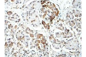 IHC analysis of formalin-fixed paraffin-embedded fetal pancreas with cytoplasmic staining, using BTNL2 antibody (1/100 dilution). (BTNL2 Antikörper)
