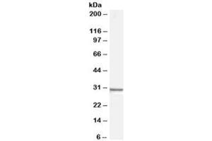 Western blot testing of human HEK293 cell lysate with Syntenin antibody at 0. (SDCBP Antikörper)