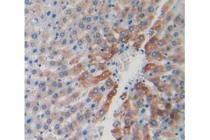 IHC-P analysis of liver tissue, with DAB staining. (CAPNL1 Antikörper  (AA 75-356))