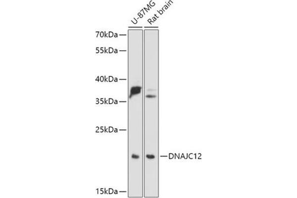 DNAJC12 Antikörper  (AA 1-198)