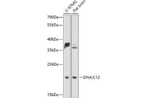 Western blot analysis of extracts of various cell lines, using DN antibody (ABIN7266822) at 1:1000 dilution. (DNAJC12 Antikörper  (AA 1-198))