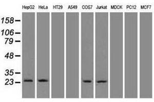 Image no. 3 for anti-Neurogenin 1 (NEUROG1) antibody (ABIN1499703) (Neurogenin 1 Antikörper)