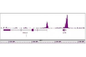 Histone H3K4me3 antibody (mAb) tested by ChIP-Seq. (Histone 3 Antikörper  (H3K4me3))