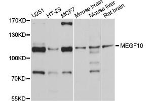 Western blot analysis of extracts of various cell lines, using MEGF10 antibody. (MEGF10 Antikörper)