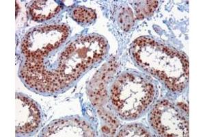 Image no. 1 for anti-Rac GTPase Activating Protein 1 (RACGAP1) (C-Term) antibody (ABIN374167) (RACGAP1 Antikörper  (C-Term))