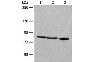 Western blot analysis of A549 Jurkat and HEPG2 cell lysates using TAGAP Polyclonal Antibody at dilution of 1:400 (TAGAP Antikörper)