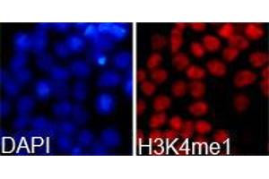 Immunofluorescence (IF) image for anti-Histone 3 (H3) (H3K4me) antibody (ABIN1872994) (Histone 3 Antikörper  (H3K4me))