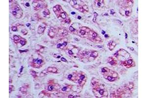 Image no. 1 for anti-Bone Marrow Stromal Cell Antigen 2 (BST2) (AA 80-130) antibody (ABIN960102) (BST2 Antikörper  (AA 80-130))