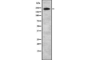 Western blot analysis of ARI1A using NIH-3T3 whole cell lysates (ARID1A Antikörper  (Internal Region))