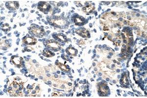 Rabbit Anti-TSC22D4 Antibody Catalog Number: ARP30107 Paraffin Embedded Tissue: Human Kidney Cellular Data: Epithelial cells of renal tubule Antibody Concentration: 4. (TSC22D4 Antikörper  (N-Term))