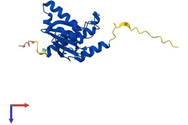 ADAT2 Protein (AA 1-191) (His tag)