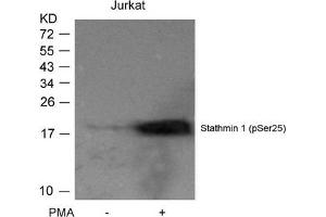 Western blot analysis of extracts from Jurkat cells untreated or treated with PMA using Stathmin 1(Phospho-Ser25) Antibody. (Stathmin 1 Antikörper  (pSer25))
