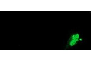 Anti-SAMHD1 mouse monoclonal antibody (ABIN2453623) immunofluorescent staining of COS7 cells transiently transfected by pCMV6-ENTRY SAMHD1 (RC206013). (SAMHD1 Antikörper)