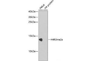 Western blot analysis of extracts of various cell lines using Asymmetric DiMethyl-Histone H4-R3 Polyclonal Antibody. (Histone H4 Antikörper  (H4R3me2a))