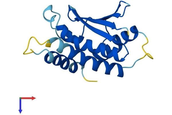TRAPPC6A Protein (AA 1-159) (His tag)