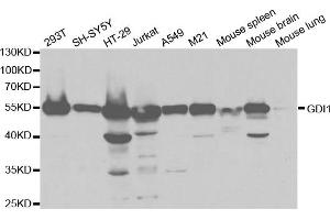 Western Blotting (WB) image for anti-GDP Dissociation Inhibitor 1 (GDI1) antibody (ABIN1876650)