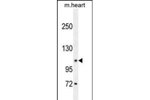 DAGLA Antibody (Center) (ABIN654218 and ABIN2844057) western blot analysis in mouse heart tissue lysates (35 μg/lane). (DAGLA Antikörper  (AA 317-345))