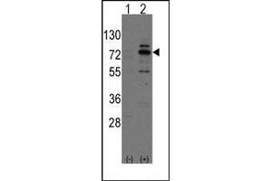 Image no. 2 for anti-Cdc42 Guanine Nucleotide Exchange Factor (GEF) 9 (Arhgef9) (Middle Region) antibody (ABIN357844) (Arhgef9 Antikörper  (Middle Region))
