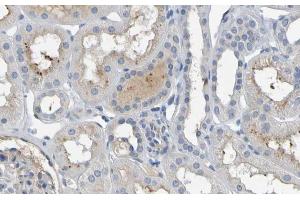 ABIN6277153 at 1/100 staining human kidney tissues  sections by IHC-P. (IL-10 Antikörper  (Internal Region))