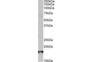 Western Blotting (WB) image for anti-SAP30-Like (SAP30L) (C-Term) antibody (ABIN2464907) (SAP30L Antikörper  (C-Term))