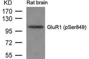 Western blot analysis of extracts from Rat brain tissue using GluR1(phospho-Ser849) Antibody. (Glutamate Receptor 1 Antikörper  (pSer849))