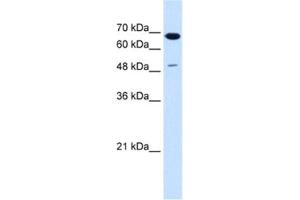 Western Blotting (WB) image for anti-Premelanosome Protein (PMEL) antibody (ABIN2463012) (Melanoma gp100 Antikörper)