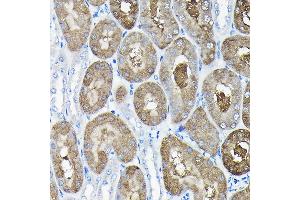 Immunohistochemistry of paraffin-embedded mouse kidney using TCP1 Rabbit pAb (ABIN6130046, ABIN6148956, ABIN6148957 and ABIN6217330) at dilution of 1:100 (40x lens). (TCP1 alpha/CCTA Antikörper  (AA 307-556))