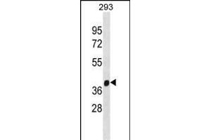 FANCL Antibody (C-term) (ABIN1881336 and ABIN2838614) western blot analysis in 293 cell line lysates (35 μg/lane). (FANCL Antikörper  (C-Term))