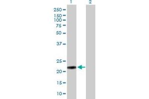 Western Blot analysis of MUTED expression in transfected 293T cell line by MUTED MaxPab polyclonal antibody. (MUTED Antikörper  (AA 1-187))
