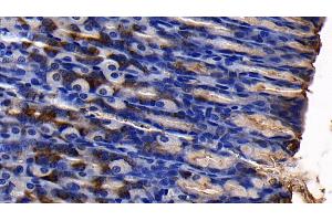 Detection of MUC5AC in Rat Stomach Tissue using Polyclonal Antibody to Mucin 5 Subtype AC (MUC5AC) (MUC5AC Antikörper  (AA 2662-2755))