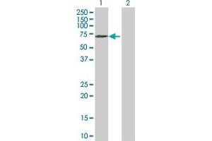 Western Blot analysis of BTN1A1 expression in transfected 293T cell line by BTN1A1 MaxPab polyclonal antibody. (BTN1A1 Antikörper  (AA 1-526))