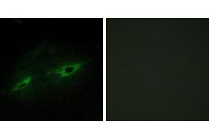 Peptide - +Immunofluorescence analysis of NIH/3T3 cells, using CDH22 antibody. (CDH22 Antikörper)