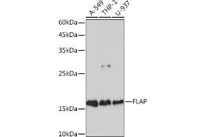 Western blot analysis of extracts of various cell lines, using FLAP Rabbit mAb (ABIN7265656) at 1:1000 dilution. (ALOX5AP Antikörper)