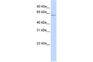 Western Blotting (WB) image for anti-Nuclear Factor I/C (CCAAT-Binding Transcription Factor) (NFIC) antibody (ABIN2460123) (NFIC Antikörper)