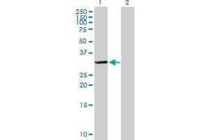 Western Blot analysis of TTC33 expression in transfected 293T cell line by TTC33 MaxPab polyclonal antibody. (TTC33 Antikörper  (AA 1-262))