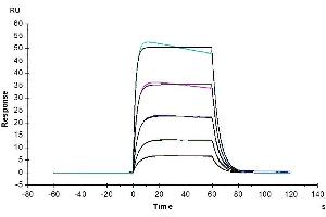 Biotinylated Human IL-2 R beta, His Tag captured on CM5 Chip via Anti-His Antibody can bind Human IL-2, No Tag with an affinity constant of 0.